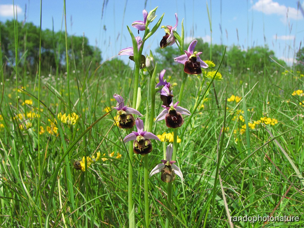 36_Ophrys bourdon_9.JPG - Ophrys bourdon et ophrys araignée